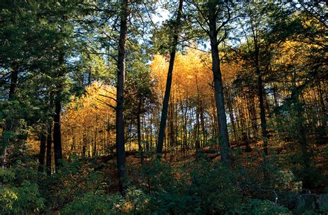 Great Wild Gardens The Story Of The Arboretums Woodlands Arnold