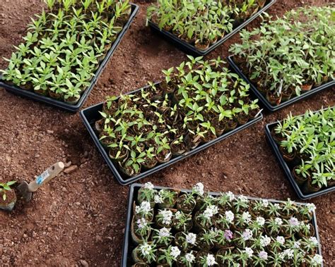 potager plus écoresponsable