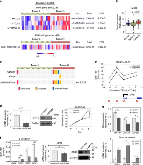 Myc Pathway Associated With Crebbp Ep300 Loss In Highly Methylated