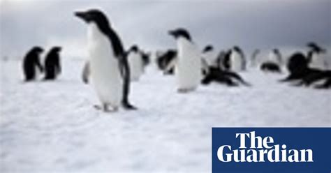 Antarctica Seals And Penguins On Magic Gondolas Were The Silent