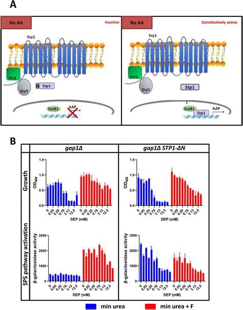 Constitutive Activation Of Sps Pathway Does Not Rescue Dep Toxicity