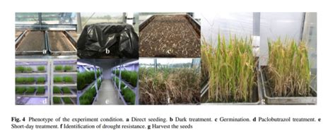 Breeding An Early Maturing Blast Resistance Water Saving And Drought Resistance Rice Wdr