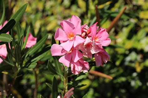 Oleander Flower Free Photo On Pixabay Pixabay