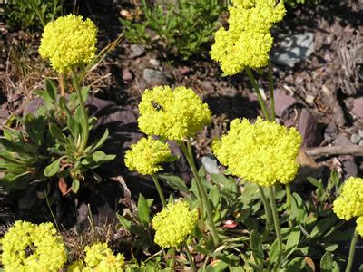 Yellow Mountain Parsley Swan Mountain Outfitters