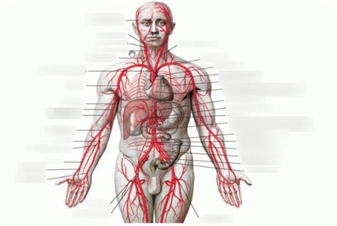 Diagram Circulatie I arteriën Quizlet