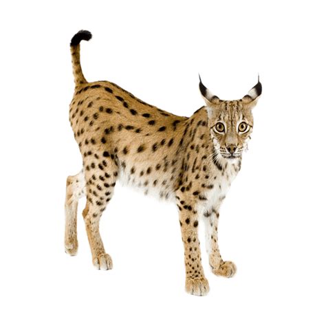 Bobcat Png Png Images Transparent Hd Photo Clipart Photo Clipart