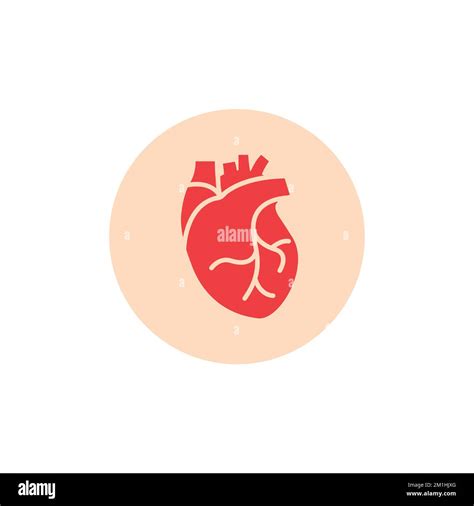 Human Heart Medical Vector Desease Cardiovascular Organ Anatomy