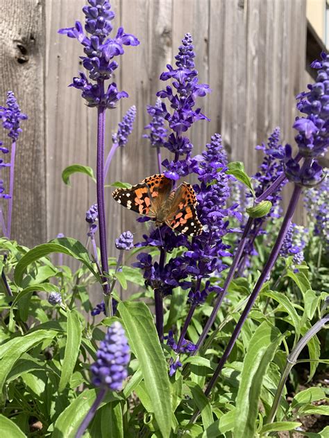 Butterfly On My Salvia Plants This Morning Rgardening