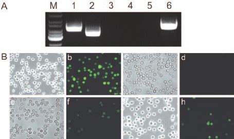 Expression Of The Tvc CDNA Allows ASLV C S To Infect Resistant Chicken