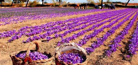 Cómo Cultivar Azafrán 6 Pasos