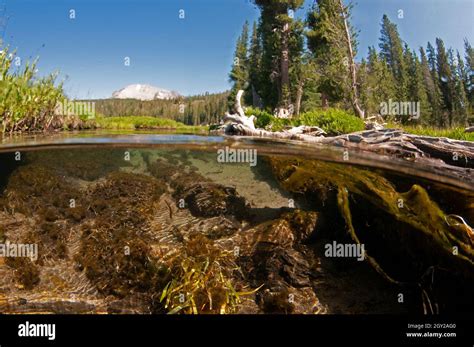 Vista Submarina Poco Profunda De Las Rocas En Un Arroyo Y El Monte