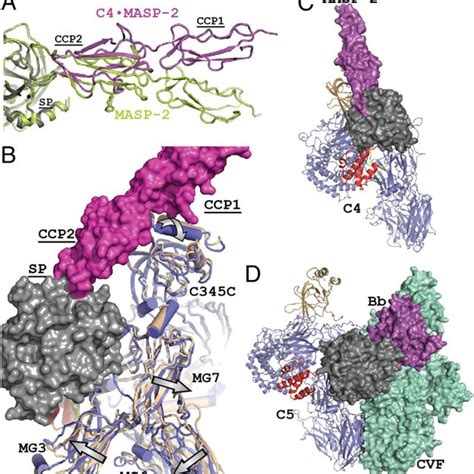 Role Of C4 In The Complement System The Structure Of C4 And Its