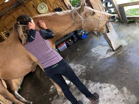 Myofascial Therapy — Jessica Limpkin Equine Massage Therapy