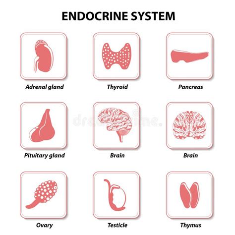 Endocrine System Set Icons Stock Vector Image 49248981