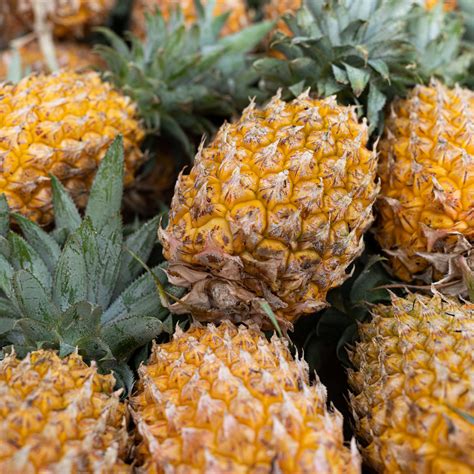 Tout Savoir Ou Presque Sur L Ananas Victoria COLIPAYS Le Blog