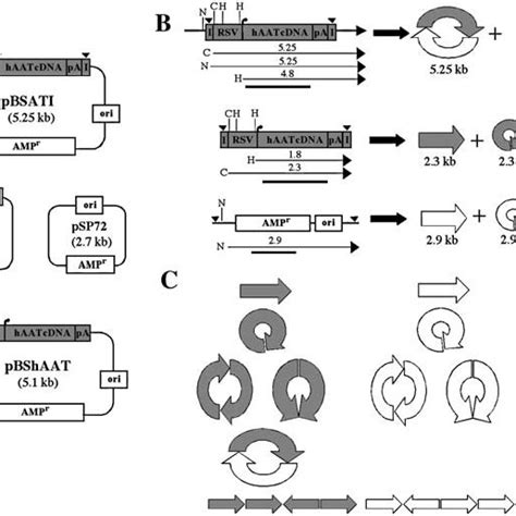 Maps And Restriction Enzyme Sites Of Input Plasmids A Maps And