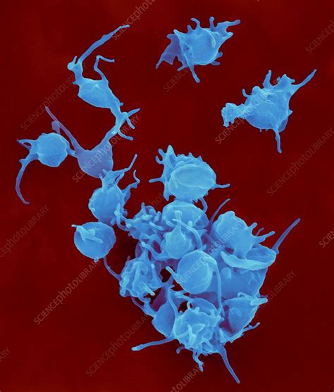 Activated Platelets Sem Stock Image C Science Photo Library