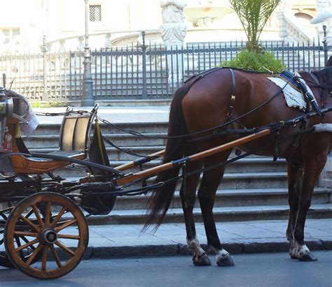 Palermo Il Cavallo Che Traina Il Calesse Dei Turisti Stramazza A Terra