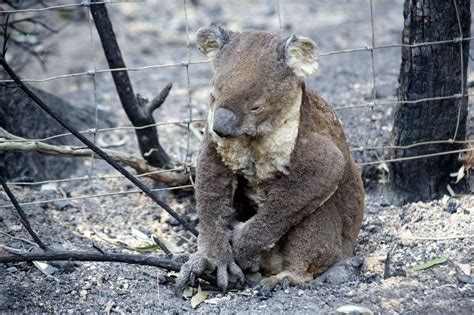 Report estimates 480 million animals have been killed in Australia ...