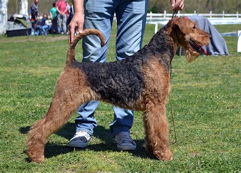 Airedale Terrier Females Ideal Dale Breeding House