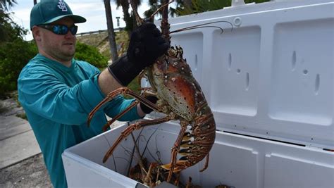 La Mini Temporada De La Langosta Llega A Florida