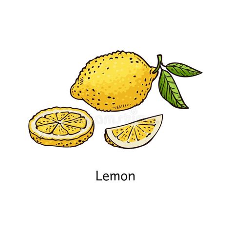 Lemon Citrus Fruit Cartoon Stock Illustrations Lemon Citrus