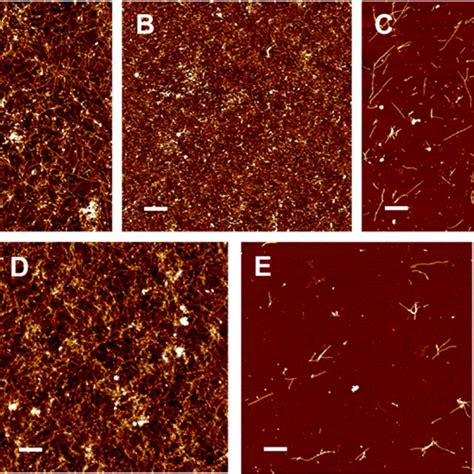 Representative Afm Images Of M A Fibrils Formed Alone A Or