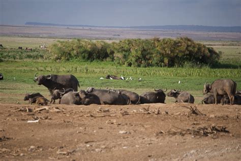 Amboseli National Park Sironka Tours Safaris Limited