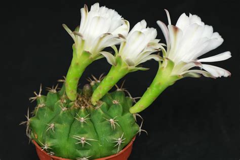 Gymnocalycium Anisitsii Ssp Anisitsii