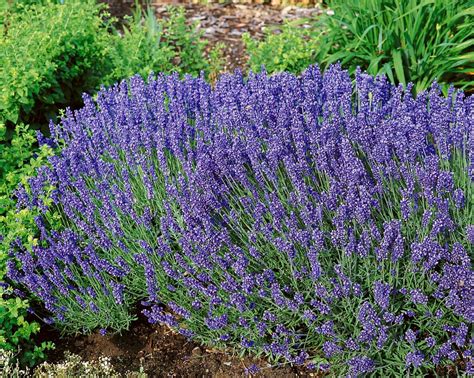 Lavendel Hidcote Blue Lavandula Angustifolia Wyss Shop