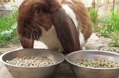 Каким зерном можно кормить кроликов: овес, ячмень, смесь