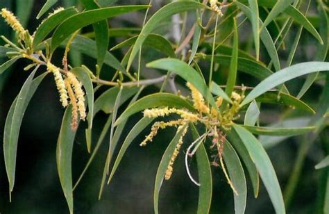 Acacia Leiocalyx Black Wattle AN Abceeds