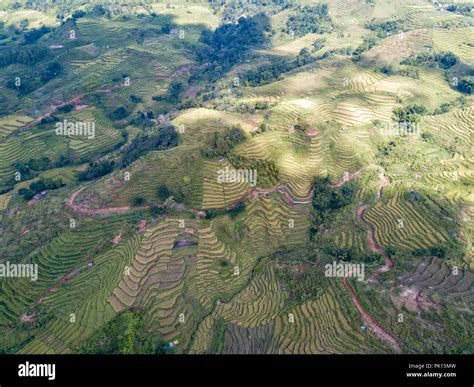 Aerial Shot Of The Golo Cador Rice Terraces In Ruteng On Flores