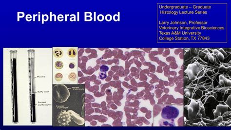 9 Peripheral Blood Lecture YouTube