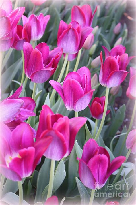 Hot Pink Tulips Photograph By Dora Sofia Caputo Pixels