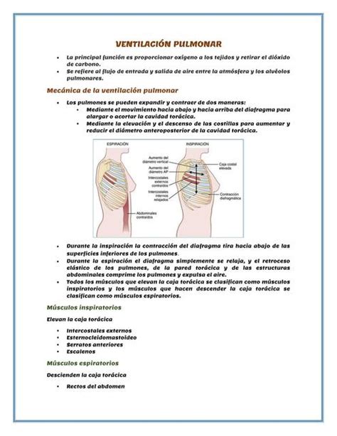 Ventilaci N Pulmonar R M Udocz