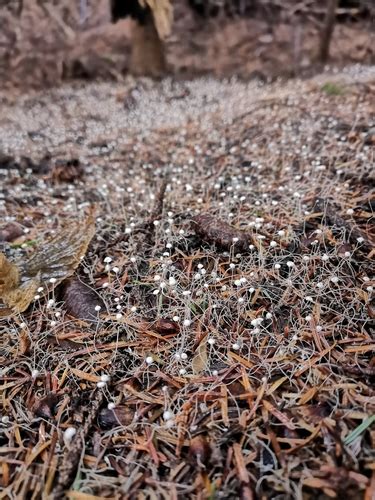 Marasmiellus Filopes · Inaturalist Mexico