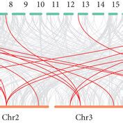 Gene Location And Synteny In Pineapple A All Bzip Genes Were Mapped