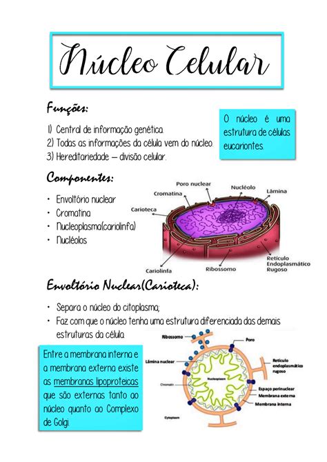 Nucleo Celular Mapa Mental - Nucleo Celular Mapa Mental - ZULEDU
