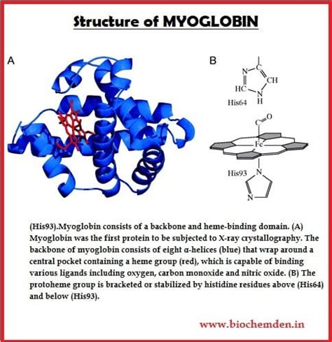 What Is Myoglobin What Is The Function Of Myoglobin