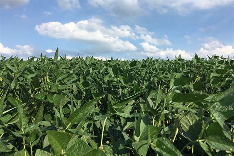 Increasing net returns by double-cropping soybean - Future Farming