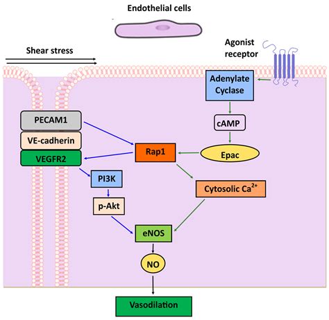 Ijms Free Full Text Integration Of Rap And Calcium Signaling