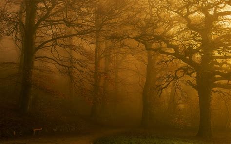 Fondos De Pantalla Luz De Sol Árboles Paisaje Bosque Otoño