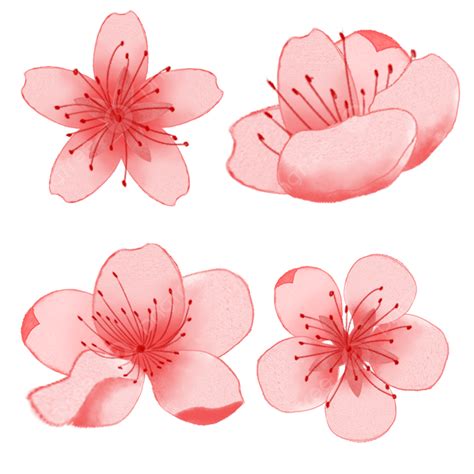 Peach Blossoms Png Transparent Spring Pink Peach Blossoms Spring