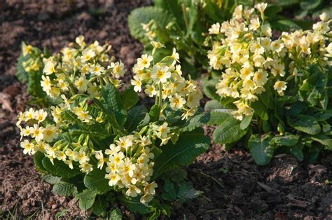 Primroses Plant Care And Growing Guide