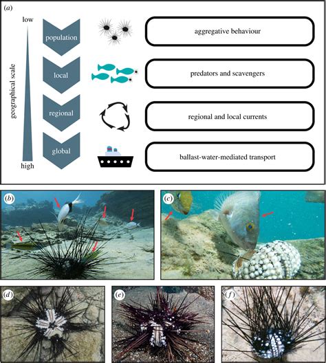 Mass Mortality Of The Invasive Alien Echinoid Diadema Setosum