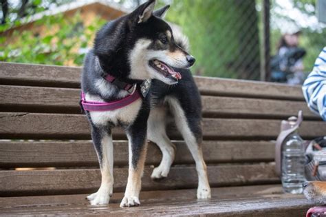 Cão shiba inu no verão nas cores lilás a raça shiba inu no outono park