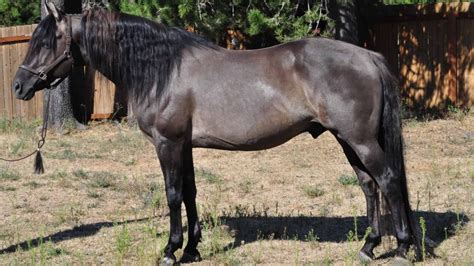 5 Interesting Facts About Grulla Horses - COWGIRL Magazine