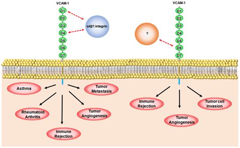 Schematic Representation Of The Specific Role Of Each Vascular Cell