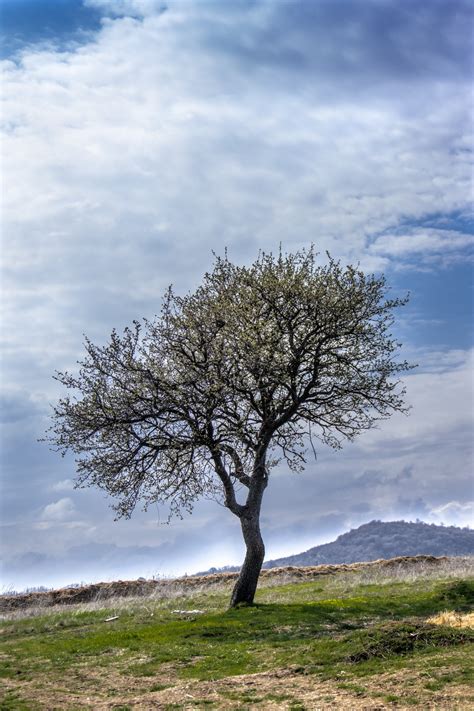 Free Images Landscape Tree Nature Grass Outdoor Branch Light